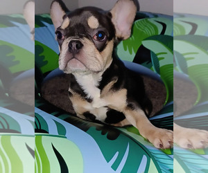 French Bulldog Puppy for sale in FORT LAUDERDALE, FL, USA