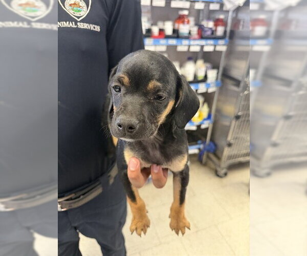 Medium Photo #1 Mutt Puppy For Sale in Stockton, CA, USA