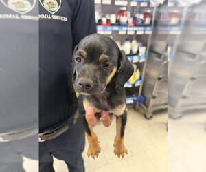 Mutt Dogs for adoption in Stockton, CA, USA