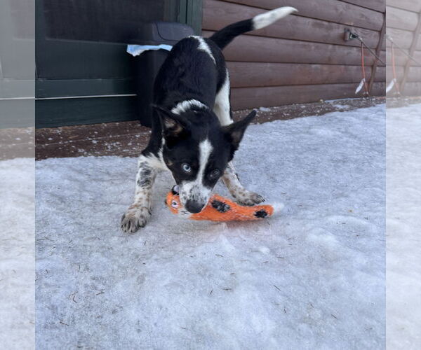 Medium Photo #2 Border Collie-Unknown Mix Puppy For Sale in Garden City, NY, USA