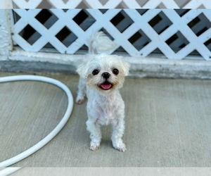 Mother of the Maltipoo puppies born on 05/20/2025