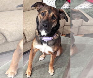 Mutt Dogs for adoption in Mount Airy, NC, USA