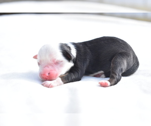 Miniature Australian Shepherd Puppy for sale in PALM COAST, FL, USA