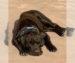 Small #10 Labrador Retriever Mix