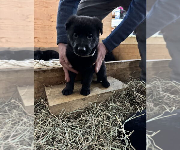 Medium Photo #3 German Shepherd Dog Puppy For Sale in Brewster, NY, USA