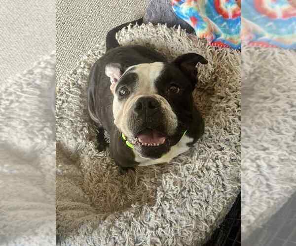 Medium Photo #2 American Bulldog-Unknown Mix Puppy For Sale in Wenonah, NJ, USA