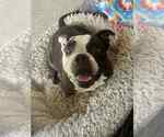 Small #1 American Bulldog Mix