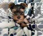Small Photo #11 Yorkshire Terrier Puppy For Sale in THE WOODLANDS, TX, USA
