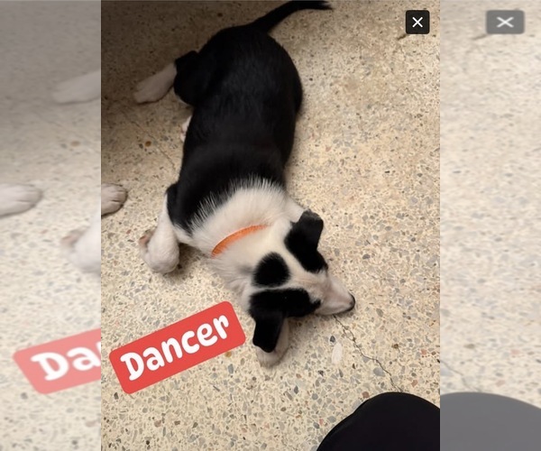 Medium Photo #4 Border Collie Puppy For Sale in HUNTERSVILLE, NC, USA