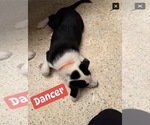 Small Photo #4 Border Collie Puppy For Sale in HUNTERSVILLE, NC, USA