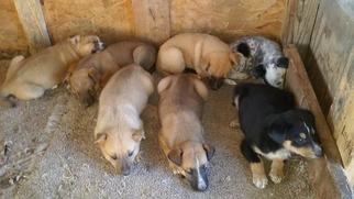 Australian Bulldog-Australian Cattle Dog Mix Puppy for sale in TAYLORS FALLS, MN, USA