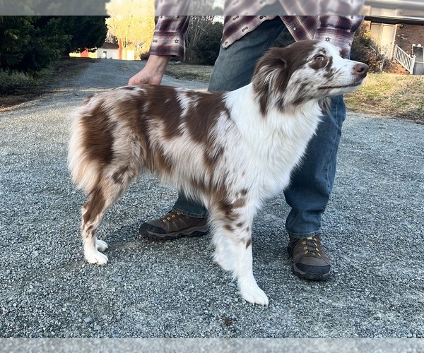 Medium Photo #1 Australian Shepherd Puppy For Sale in BURLINGTON, NC, USA