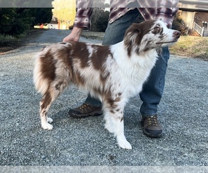 Mother of the Australian Shepherd puppies born on 12/06/2022
