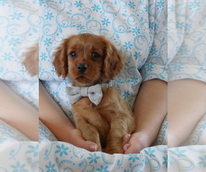Cavalier King Charles Spaniel Puppy for sale in MARCELLUS, MI, USA