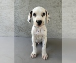 Small Photo #4 Dalmatian Puppy For Sale in MERCED, CA, USA
