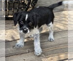 Small Photo #10 Mutt Puppy For Sale in Dana Point, CA, USA