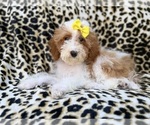 Jazzy - Female Poodle (Miniature) Puppy for Sale - Photo #7