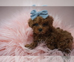 Small Photo #11 Poodle (Toy) Puppy For Sale in DEAL, NJ, USA