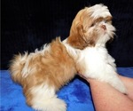 Small Photo #4 Shih Tzu Puppy For Sale in ENKA, NC, USA