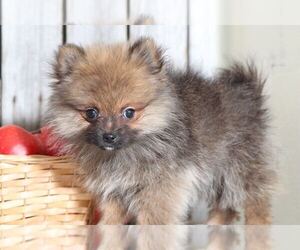 Pomeranian Puppy for sale in MOUNT VERNON, OH, USA