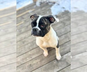 Boston Terrier-Boxer Mix Dogs for adoption in Brights Grove, Ontario, Canada