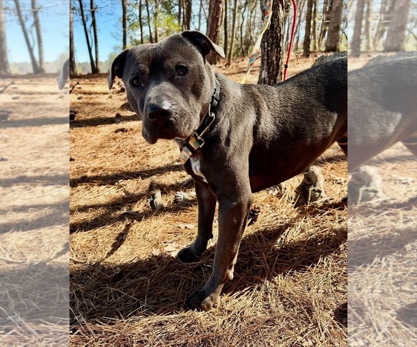 Medium Photo #2 American Staffordshire Terrier-Unknown Mix Puppy For Sale in Calhoun, GA, USA