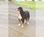 Small Photo #1 Bernese Mountain Dog Puppy For Sale in GOODLETTSVILLE, TN, USA
