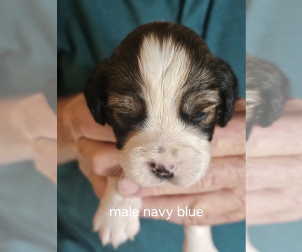 Medium Photo #7 English Springer Spaniel Puppy For Sale in LA CROSSE, WI, USA