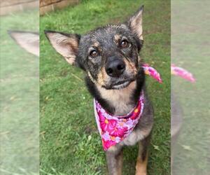 German Shepherd Dog-Unknown Mix Dogs for adoption in Tulsa, OK, USA