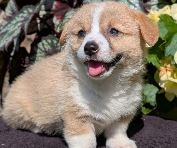 Medium Photo #54 Pembroke Welsh Corgi Puppy For Sale in GOSHEN, IN, USA