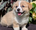 Small Photo #54 Pembroke Welsh Corgi Puppy For Sale in GOSHEN, IN, USA