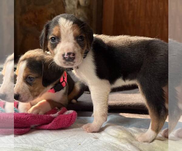 Medium Photo #4 Mutt Puppy For Sale in Roxboro, NC, USA