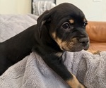 Puppy Puppy 5 Bernedoodle-French Bulldog Mix