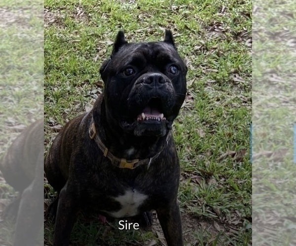 Medium Photo #1 Cane Corso Puppy For Sale in FLORENCE, MS, USA