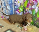 Small Dachshund