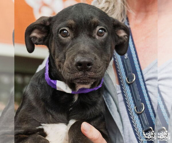 Medium Photo #1 Labrador Retriever-Retriever  Mix Puppy For Sale in Washington, DC, USA