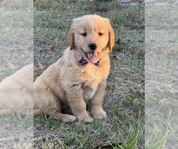 Medium Photo #9 Golden Retriever Puppy For Sale in BROOKSVILLE, FL, USA