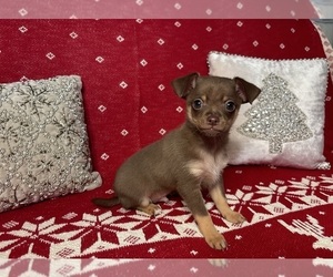 Chihuahua Puppy for sale in CHINO, CA, USA