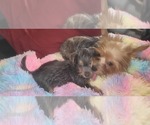 Small Photo #299 Yorkshire Terrier Puppy For Sale in AKRON, OH, USA