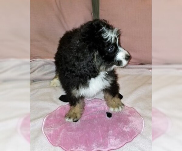Medium Photo #7 Miniature Bernedoodle Puppy For Sale in BELLVILLE, OH, USA