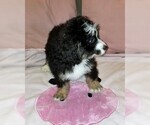 Small Photo #7 Miniature Bernedoodle Puppy For Sale in BELLVILLE, OH, USA