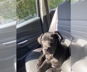 Cane Corso Puppy for sale in ATL, GA, USA