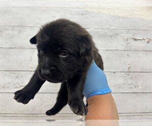 Mutt Dogs for adoption in San Bernardino, CA, USA