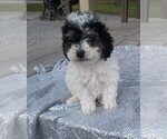 Small Photo #8 Poodle (Miniature) Puppy For Sale in DUNNVILLE, KY, USA