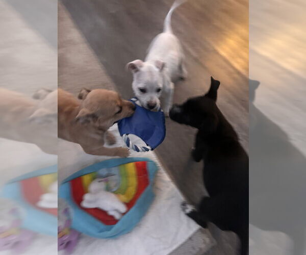Medium Photo #3 Mutt Puppy For Sale in Dana Point, CA, USA