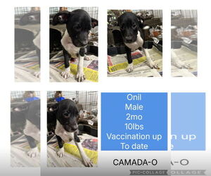 Labrador Retriever-Unknown Mix Dogs for adoption in Virginia Beach, VA, USA