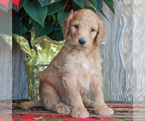 Goldendoodle-Poodle (Standard) Mix Puppy for sale in HONEY BROOK, PA, USA
