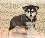 Small #2 Pomsky