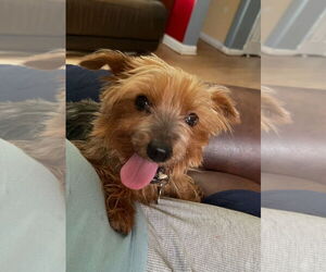 Tilly - Female Mutt Dog for Adoption - Photo #3