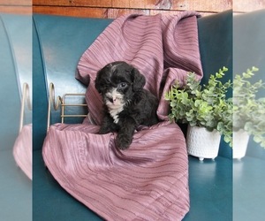 Poochon Puppy for sale in LE MARS, IA, USA